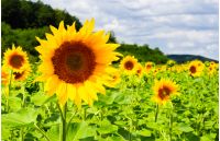 sunflower field in the mountains. lovely agricultural background. fine sunny weather