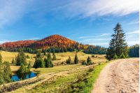 sunny forenoon in autumn in mountains. beautiful landscape with beech forest in red foliage on the hill. green spruce trees in the valley near the pond. country road on the right. wonderful journey