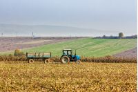 Mukachevo, Ukraine - November 6 2015: tractor in the field among the corn stalks in late fall  haze day