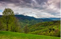 tree and fence on rural meadow in mountains. Carpathian countryside landscape in dramatic weather