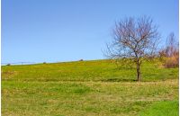 tree on the grassy hillside. springtime in rural area