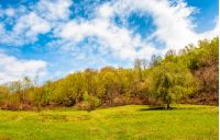 tree on the grassy meadow in mountains. fine weather on bright spring day