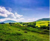 mountain summer landscape. trees near meadow and forest on hillside under cloudy sky