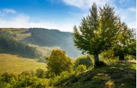 trees on hillside in mountainous countryside. lovely early autumn landscape in fine weather