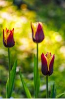 tulip with yellow stripe on blurry background of shady glade with more flowers lit with sun ray