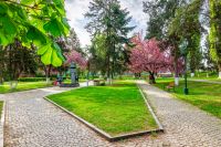 uzhhorod, ukraine - 26 apr 2015: area of the old city park with lantern near bench under japanese cherry tree in blossom. urban landscape in spring. scenery of tomas masaryk park on a sunny morning