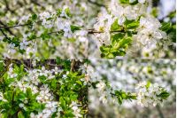 set of images with twig with white flowers of apple tree on a blurred background of green leaves