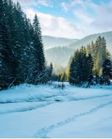 winter landscape with river in mountains. beautiful nature scenery with snow covered riverbank among spruce forest
