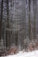 park trees and foliage in winter morning fog