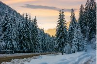 winter scenery in spruce forest. beautiful nature background in evening