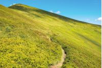 wonderful sunny scenery in mountains. grassy alpine meadow with foot path winding uphill. blue sky with fluffy clouds. beautiful carpathian landscape