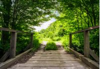 wooden bridge in green forest. lovely nature scenery in springtime. 