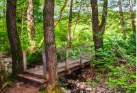wooden bridge over the forest brook. lovely countryside nature scenery in summertime