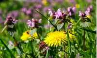 yellow dandelion among thyme in grass. lovely nature background in springtime