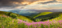 composite landscape with high wild grass and purple flowers on the top of high mountain with rainbow