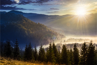 fir trees in fog on hillside of mountain range with coniferous forest and meadow. composite image day and night with full moon