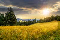 meadow with tall grass on a mountain top near coniferous forest in sunset light