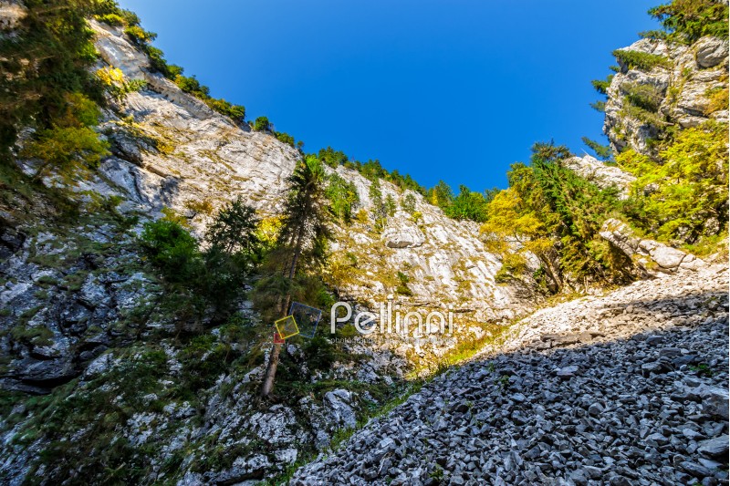 View from inside the canyon in Romanian mountains with spruce forest on top