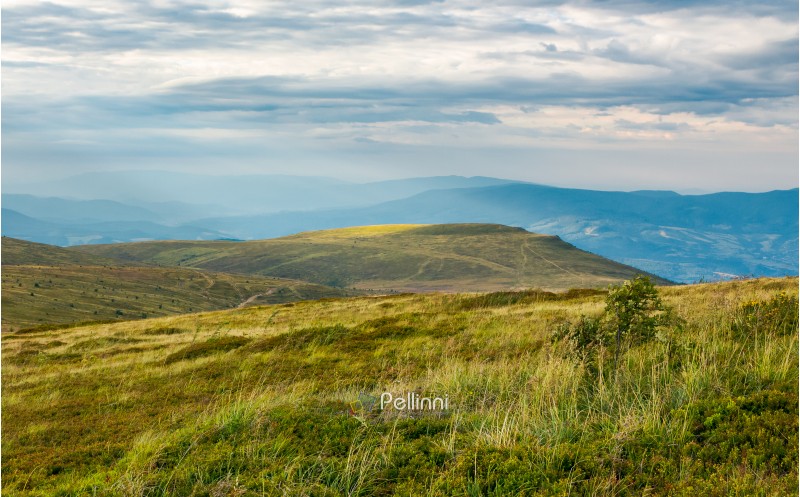 Carpathian alpine meadows in august. lovely summer landscape on a cloudy day. yellow weathered grass