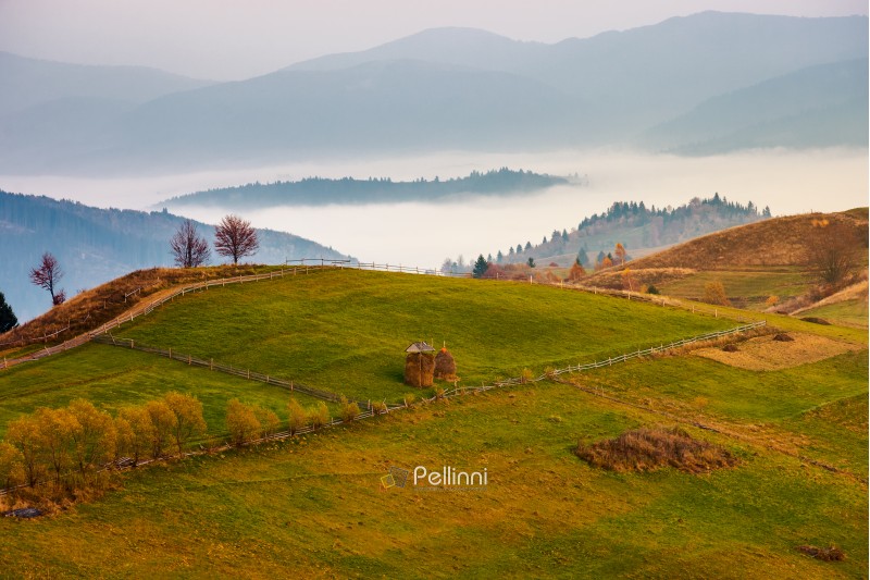 Carpathian rural area in autumn at dawn. leafless trees by the road. haystacks on the grassy meadow. fog in the distant valley behind the hill. gorgeous countryside scenery