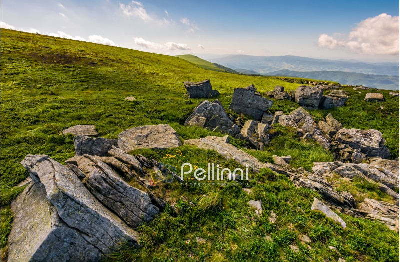 Dandelions among the rocks. Dramatic summer landscape in Carpathian Alps.