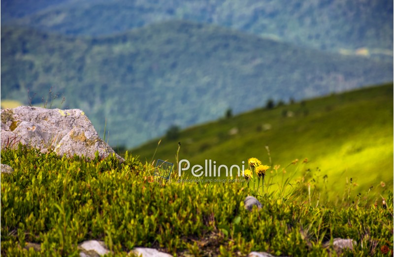 Dandelions among the rocks in Carpathian Alps. Vivid summer landscape at sunset.