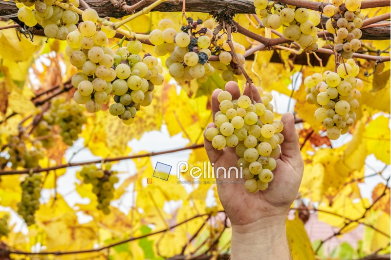 Grapes harvest. Farmer cuts a ripe white grapes in vineyard