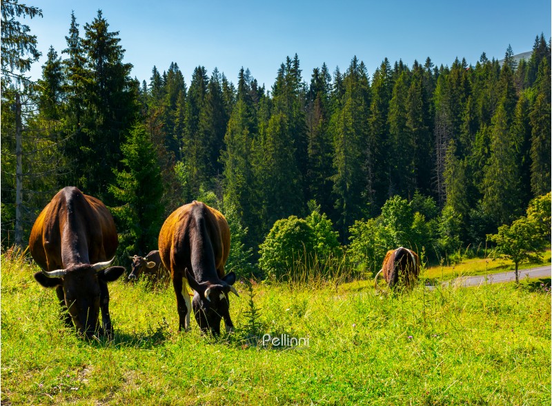 Fat cows grazing on a meadow among the spruce forest. lovely rural scenery of Carpathian mountains