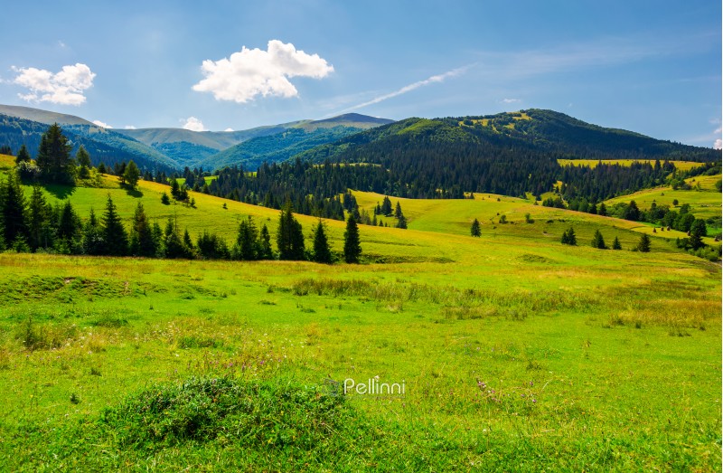 Grassy meadows of Borzhava valley. forested hill with Velykyi Verkh peak in the distance. lovely summer day with fluffy cloud on a blue sky. popular tourist destination of Crapathian mountains, UA