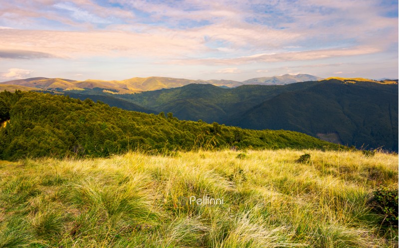 Grassy meadows of Svydovets ridge at sunset. beautiful landscape of Carpathian mountains under the gorgeous evening clouds