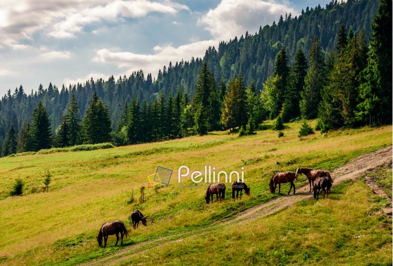 Horses grazing near the road in a clearing at the edge of the forest