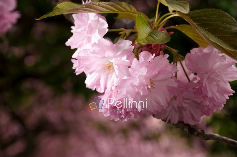 beautiful spring background with pink Japanese cherry flowers closeup on a branch on the blurred background of blossoming sakura garden