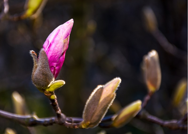 Magenta Magnolia flower opening in springtime. beautiful intimate nature scenery