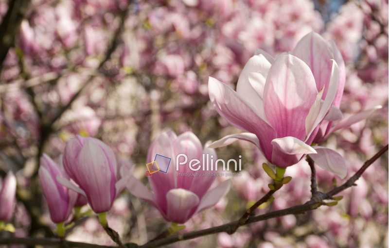 beautiful spring background. Magnolia flowers closeup on a branch. blurred background of blossoming garden
