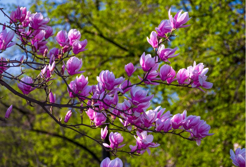 beautiful spring background.  Magnolia flowers closeup on a branch. blurred background of blossoming garden