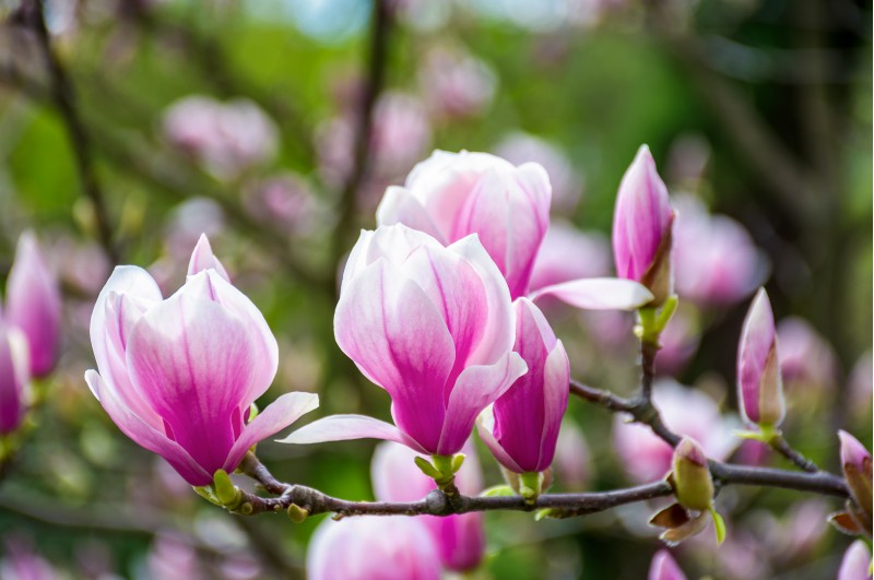 beautiful spring background.  Magnolia flowers closeup on a branch. blurred background of blossoming garden