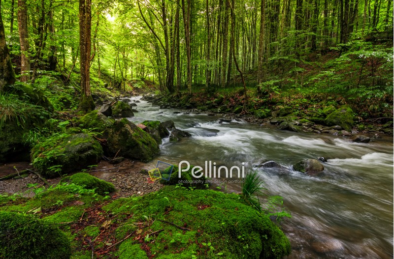 Rapid stream flow through ancient green forest. stones covered with moss lay on the shore. beautiful nature view in summer time.