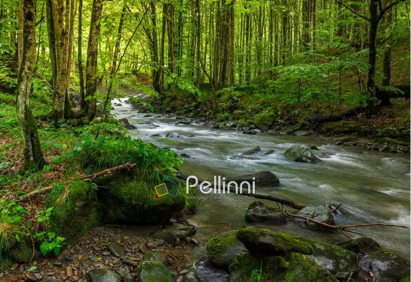 Rapid stream flow through ancient green forest. stones covered with moss lay on the shore. beautiful nature view in summer time.
