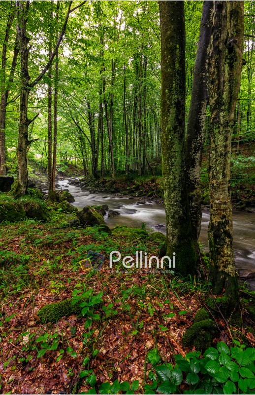 Rapid stream flow through ancient green Carpathian forest. stones covered with moss lay on the shore. beautiful nature view in summer time.