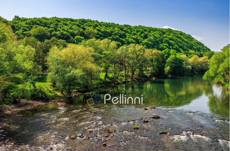 River flows among of a green forest at the foot of the mountain. picturesque nature of Carpathians  on a serene summer day under blue sky