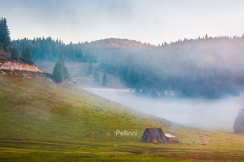 Romania countryside scenery at sunrise in autumn. mountainous landscape with grassy rural fields and meadows. fog in the valley between forested hills. Apuseni mountains