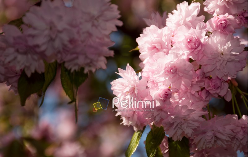 pink Sakura flowers closeup on a branch. beautiful blurred background of blossoming garden in springtime