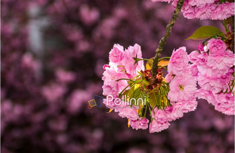 beautiful spring background. pink Sakura flowers closeup on a branch. blurred background of blossoming garden in springtime