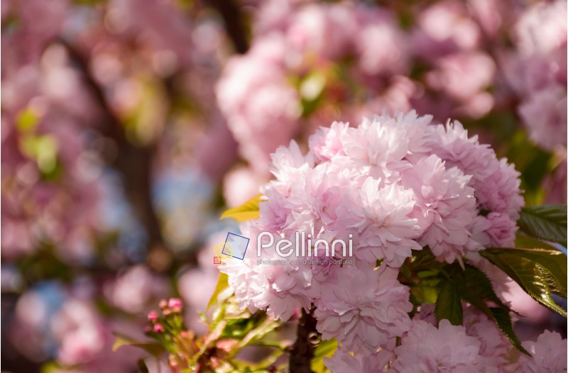 pink Sakura flowers closeup on a branch. beautiful blurred background of blossoming garden in springtime