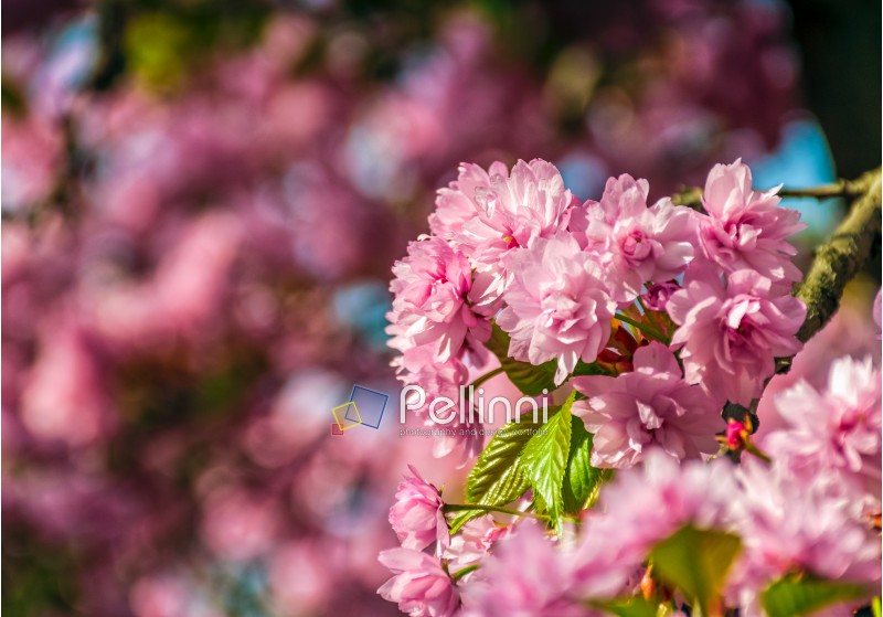 beautiful spring background. pink Sakura flowers closeup on a branch. blurred background of blossoming garden in springtime