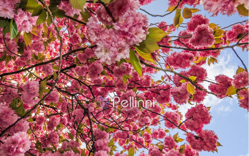 Beautiful springtime background. Sakura flowers blossom in garden