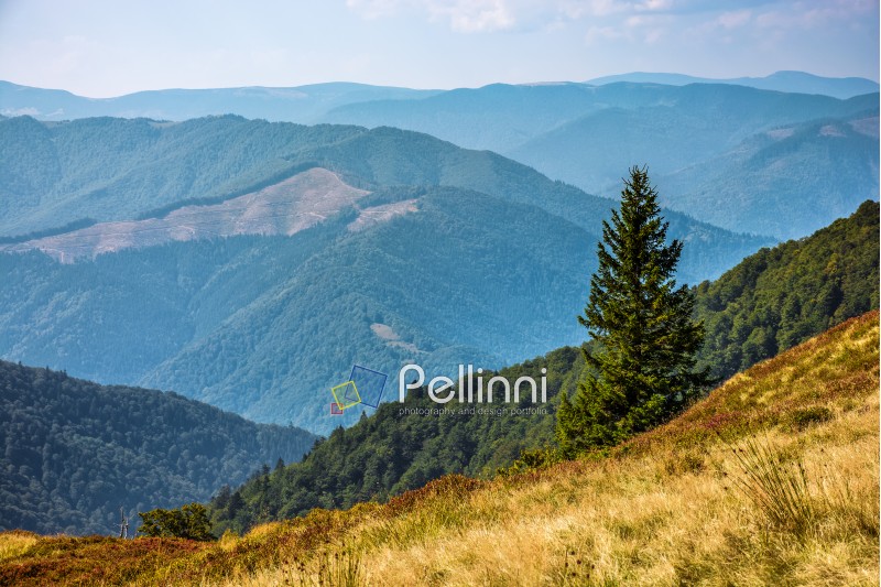 Spruce forests on hills of Polonyna Krasna Range of Carpathian Mountains under the blue sky with clouds in late summer day