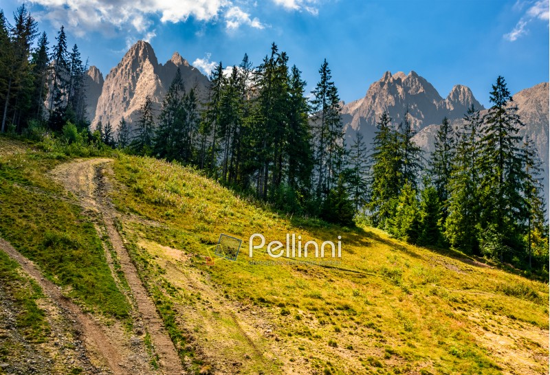 Composite image with spruce forest on a grassy hill  in High Tatra mountains. wonderful summer landscape on a sunny day