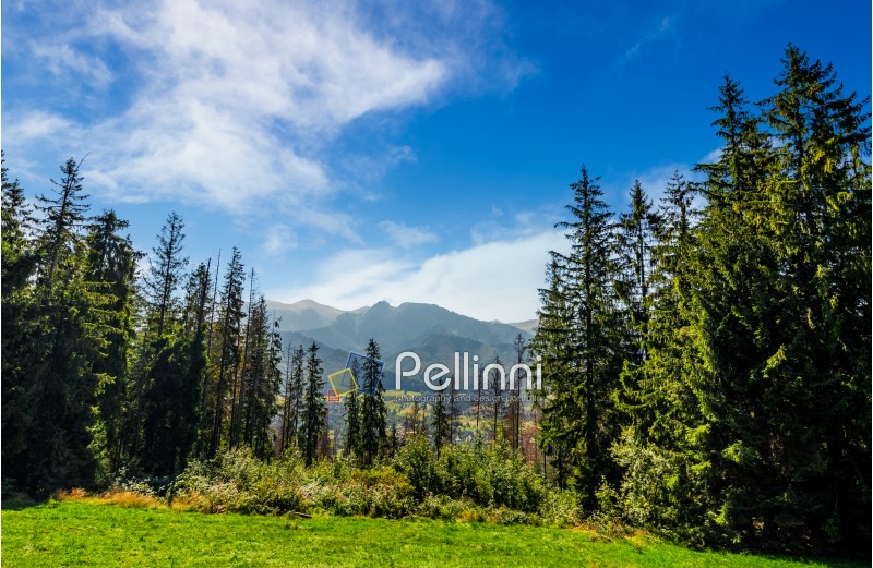 Spruce forest on a meadow in High Tatras mountain ridge. Beautiful sunny day in Poland Countryside 