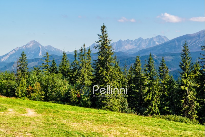 Spruce forest on a meadow  in Zakopane of Poland side of Tatra mountains
